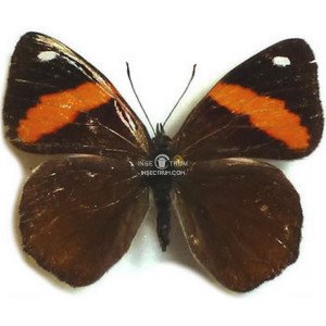 DIAETHRIA PANDAMA 